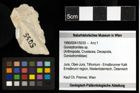 Foto (Objekt + Etiketten) von Goniodromites sp. 